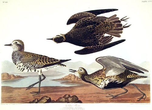 Golden Plover. From"The Birds of America" (Amsterdam Edition)