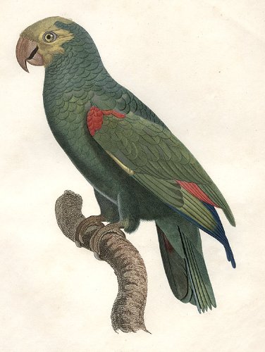 [L'amazone α tΩte jaune (Yellow-crowned Amazon [Amazona ochrocephala])]