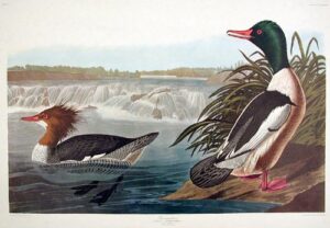 goosander. from”the birds of america” (amsterdam edition)