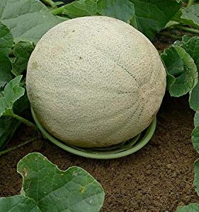 8 Pack - Melon Cradle - Plant & Garden Support Protector for Watermelon, Squash, Pumpkin - Holds up to 8 lbs