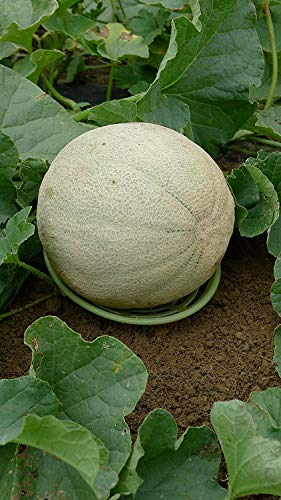 8 Pack - Melon Cradle - Plant & Garden Support Protector for Watermelon, Squash, Pumpkin - Holds up to 8 lbs