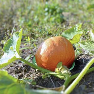 8 Pack - Melon Cradle - Plant & Garden Support Protector for Watermelon, Squash, Pumpkin - Holds up to 8 lbs