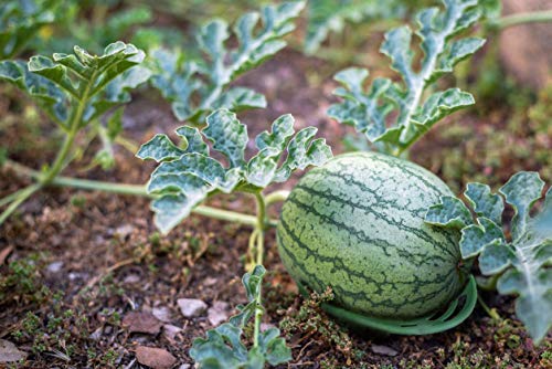 8 Pack - Melon Cradle - Plant & Garden Support Protector for Watermelon, Squash, Pumpkin - Holds up to 8 lbs