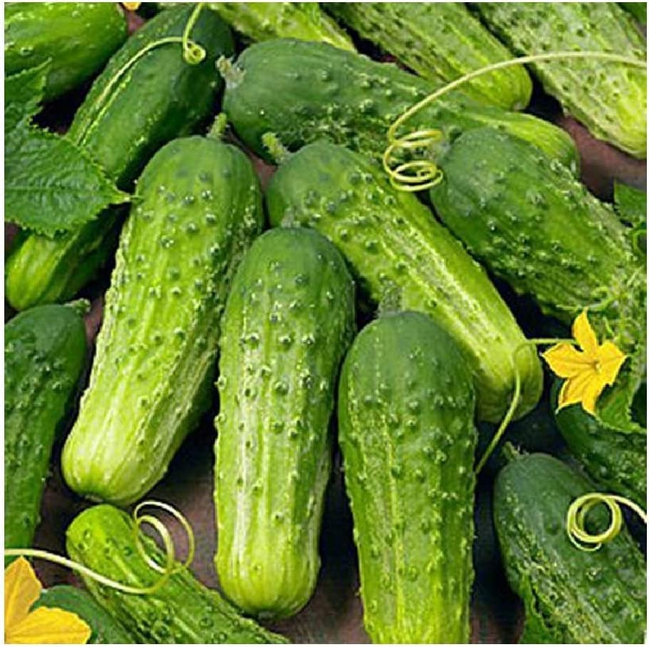 David's Garden Seeds Cucumber Pickling Boston FBA-0002 (Green) 50 Non-GMO, Heirloom Seeds