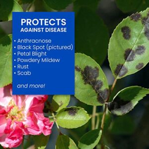 BioAdvanced 3-in-1 Insect Disease and Mite Control I, Ready-to-Spray, 32 oz