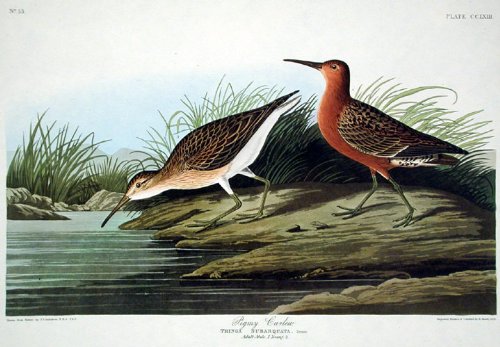 Pigmy Curlew. From"The Birds of America" (Amsterdam Edition)