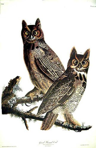 Great Horned Owl. From"The Birds of America" (Amsterdam Edition)