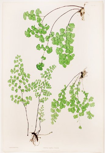 Adiantum Capillus-Veneris [Maidenhair Fern]