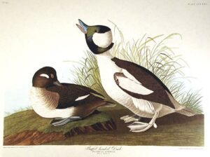 buffel-headed duck. from”the birds of america” (amsterdam edition)