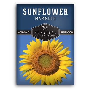 survival garden seeds – mammoth sunflower seed for planting – packet with instructions to plant and grow enormous colorful flowers in your home flower or vegetable garden – non-gmo heirloom variety