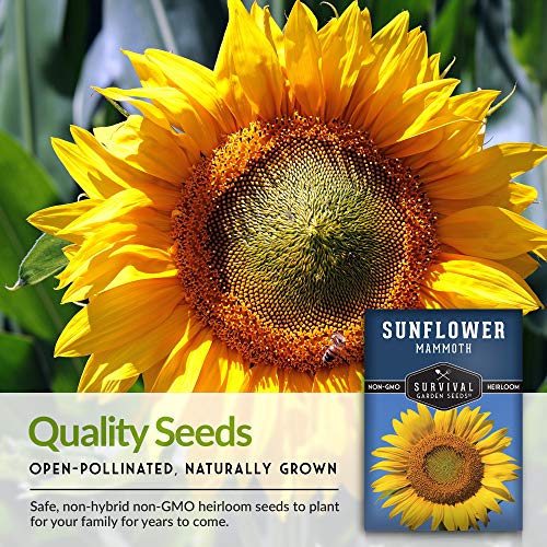 Survival Garden Seeds - Mammoth Sunflower Seed for Planting - Packet with Instructions to Plant and Grow Enormous Colorful Flowers in Your Home Flower or Vegetable Garden - Non-GMO Heirloom Variety