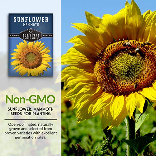 Survival Garden Seeds - Mammoth Sunflower Seed for Planting - Packet with Instructions to Plant and Grow Enormous Colorful Flowers in Your Home Flower or Vegetable Garden - Non-GMO Heirloom Variety