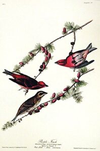 purple finch. from”the birds of america” (amsterdam edition)