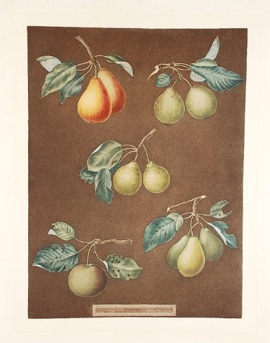 [Pears] King Catherine Pear (Catherine Royal); Lemon Pear; Late Petite Muscat; Oignon La Reine; Long stalked Blanquet