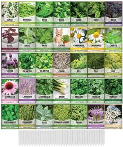 35 herb seeds for planting varieties heirloom non-gmo seeds indoors, hydroponics, outdoors – basil, lavender, catnip, cilantro, oregano, parsley, peppermint, rosemary and more by gardeners basics