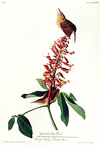 Great Carolina Wren. From"The Birds of America" (Amsterdam Edition)