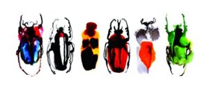 colourful beetles