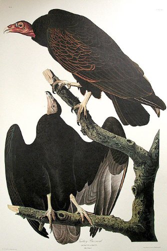 Turkey Buzzard. From"The Birds of America" (Amsterdam Edition)