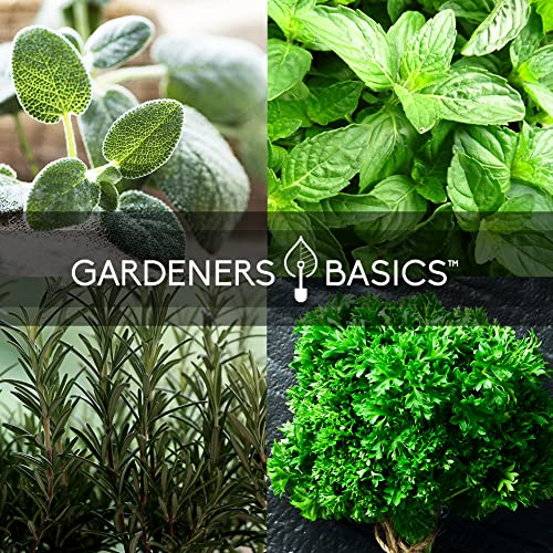 Italian Herb Seeds for Planting 5 Variety Herbs Seed Packets Including Italian Flat Leaf Parsley, Sage, Oregano, Thyme, Basil - Great for Kitchen Herb Garden, Hydroponics Heirloom - Gardners Basics