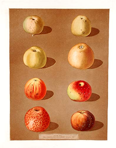 [Apples] Robertson's Pippin; Blanchard's Peppin; Lemon Pippin Apple; Aromatic Pippin; Embroidered Pippin