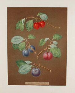 [plums] cherry plum; laurance plum; french orlean; common orlean