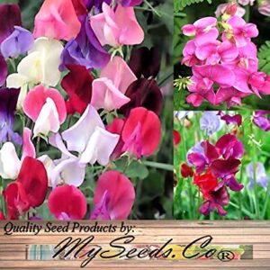 Big Pack - Sweet Pea Sweetpea Flower Seed (400+) Lathyrus odoratus Flower Seeds - Heirloom Mix Very Fragrant Blooms - Red Salmon Pink Lavender - Non-GMO Flower Seeds By MySeeds.Co (Big Pack Sweet Pea)