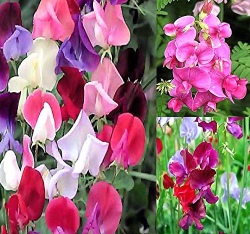 Big Pack - Sweet Pea Sweetpea Flower Seed (400+) Lathyrus odoratus Flower Seeds - Heirloom Mix Very Fragrant Blooms - Red Salmon Pink Lavender - Non-GMO Flower Seeds By MySeeds.Co (Big Pack Sweet Pea)