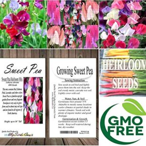 Big Pack - Sweet Pea Sweetpea Flower Seed (400+) Lathyrus odoratus Flower Seeds - Heirloom Mix Very Fragrant Blooms - Red Salmon Pink Lavender - Non-GMO Flower Seeds By MySeeds.Co (Big Pack Sweet Pea)