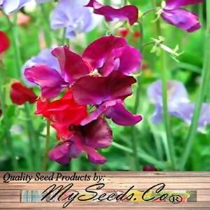 Big Pack - Sweet Pea Sweetpea Flower Seed (400+) Lathyrus odoratus Flower Seeds - Heirloom Mix Very Fragrant Blooms - Red Salmon Pink Lavender - Non-GMO Flower Seeds By MySeeds.Co (Big Pack Sweet Pea)