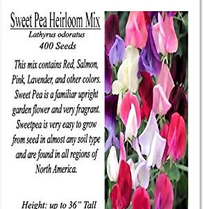 Big Pack - Sweet Pea Sweetpea Flower Seed (400+) Lathyrus odoratus Flower Seeds - Heirloom Mix Very Fragrant Blooms - Red Salmon Pink Lavender - Non-GMO Flower Seeds By MySeeds.Co (Big Pack Sweet Pea)