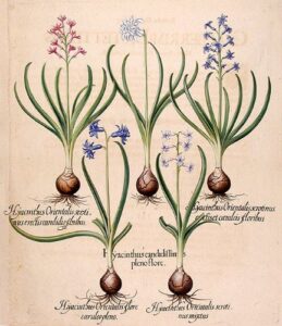 [hyacinth] hyacinthus candidissimus pleno flore; [common hyacinth] hyacinthus orientalis serotinus erectis candidis floribus; [common hyacinth] hyacinthus orientalis serotinus erectis et coeruleis floribus; [common hyacinth] hyacinthus orientalis flore cµ