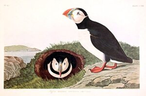 puffin. from”the birds of america” (amsterdam edition)