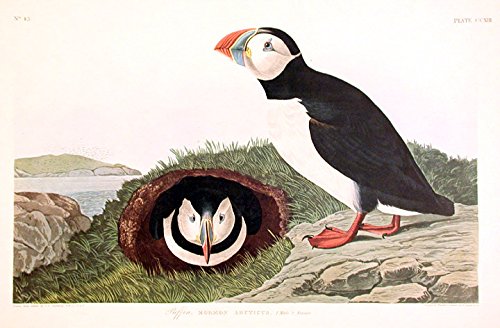 Puffin. From"The Birds of America" (Amsterdam Edition)