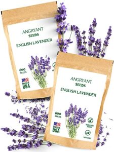 english lavender seeds for planting medicinal herb garden – 1,200 heirloom, non-gmo, untreated seeds – 100% usa grown – easy to grow perennial violet-purple flowers – suitable for indoors and outdoors