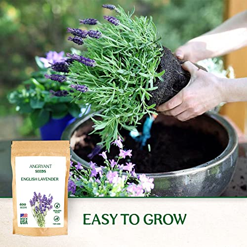 English Lavender Seeds for Planting Medicinal Herb Garden - 1,200 Heirloom, Non-GMO, Untreated Seeds - 100% USA Grown - Easy to Grow Perennial Violet-Purple Flowers - Suitable for Indoors and Outdoors