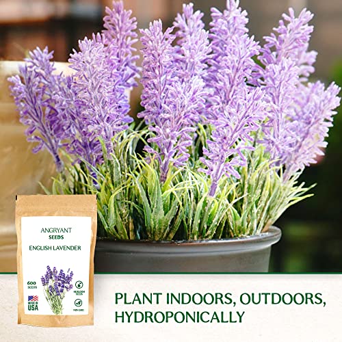 English Lavender Seeds for Planting Medicinal Herb Garden - 1,200 Heirloom, Non-GMO, Untreated Seeds - 100% USA Grown - Easy to Grow Perennial Violet-Purple Flowers - Suitable for Indoors and Outdoors