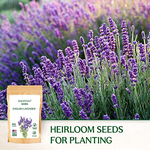 English Lavender Seeds for Planting Medicinal Herb Garden - 1,200 Heirloom, Non-GMO, Untreated Seeds - 100% USA Grown - Easy to Grow Perennial Violet-Purple Flowers - Suitable for Indoors and Outdoors