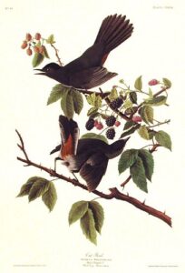 cat bird. from”the birds of america” (amsterdam edition)