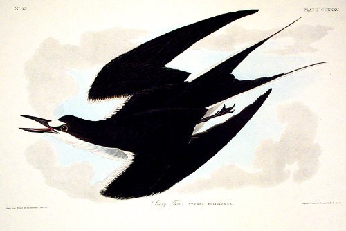 Sooty Tern. From"The Birds of America" (Amsterdam Edition)