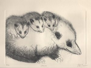 opossum