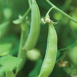 Burpee Sugar Snap Pea Seeds 300 seeds