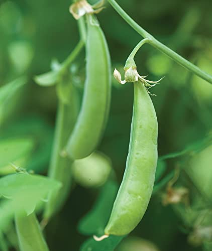 Burpee Sugar Snap Pea Seeds 300 seeds