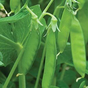 Burpee Sugar Snap Pea Seeds 300 seeds