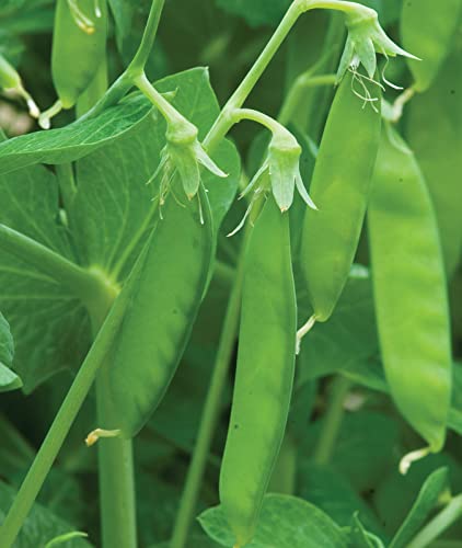 Burpee Sugar Snap Pea Seeds 300 seeds