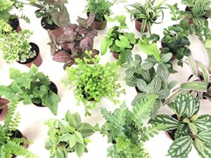 mini terrarium plants (6 plants) (2″ pots) fairy garden plants assorted varieties