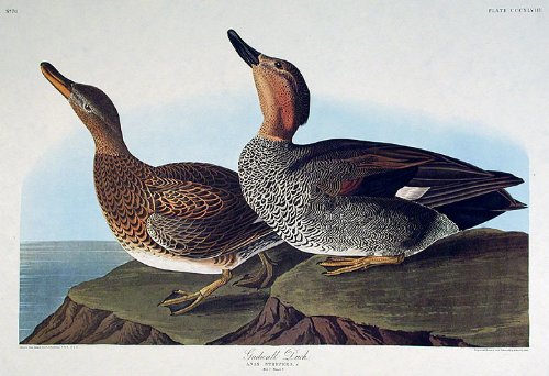 Gadwall Duck. From"The Birds of America" (Amsterdam Edition)