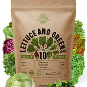 10 Lettuce & Salad Greens Seeds Variety Pack 4800+ Non-GMO Heirloom Lettuce Seeds for Planting Indoors & Outdoors Garden, Hydroponics - Arugula, Radicchio, Kale, Spinach, Swiss Chard, Lettuce & More