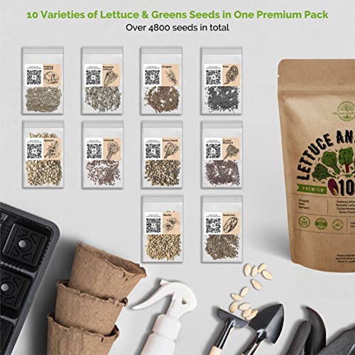 10 Lettuce & Salad Greens Seeds Variety Pack 4800+ Non-GMO Heirloom Lettuce Seeds for Planting Indoors & Outdoors Garden, Hydroponics - Arugula, Radicchio, Kale, Spinach, Swiss Chard, Lettuce & More