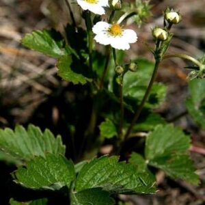 100+ Wild Strawberry Strawberries Seeds Fragaria Vesca Edible Garden Fruit Heirloom Non-GMO