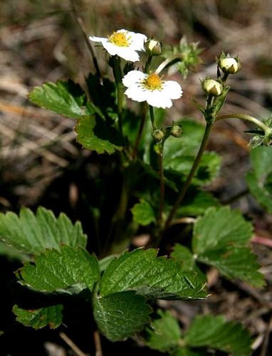 100+ Wild Strawberry Strawberries Seeds Fragaria Vesca Edible Garden Fruit Heirloom Non-GMO